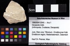 Foto (Objket + Etiketten) von Decapoda indet. 